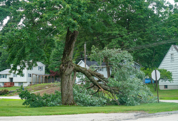 Best Tree Care Services  in USA